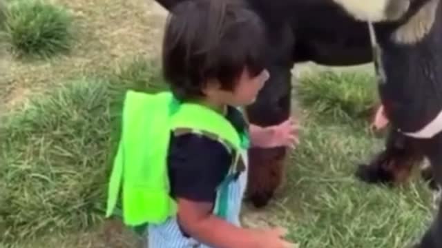 Kid meets baby alpaca