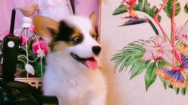 Corgi baby