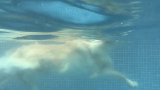 Golden Retriever Dog Swimming