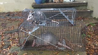 Double trouble. An Amadillo and a Possum caught in the same night in my yard. 9-18