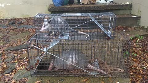 Double trouble. An Amadillo and a Possum caught in the same night in my yard. 9-18