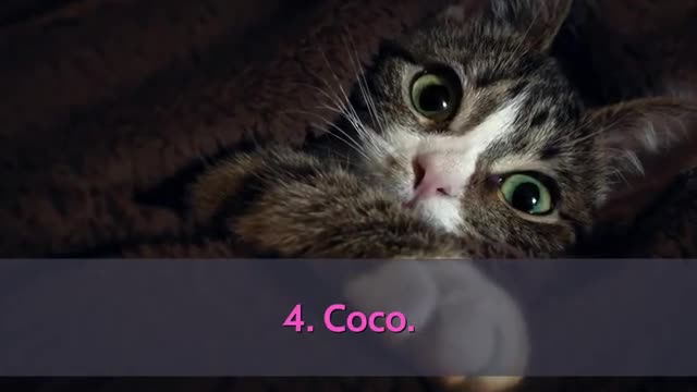 TOP 10 Cutest Cat Names For Male & Female!y.