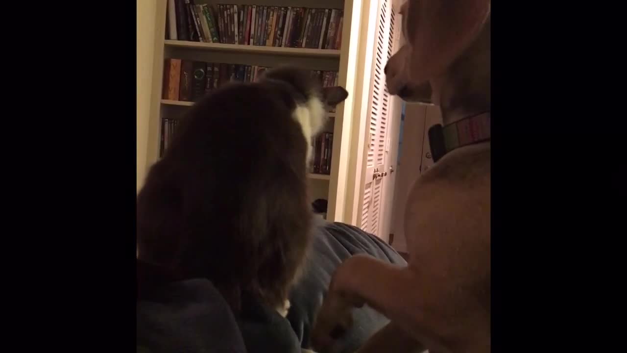 Beagle conquista a un "agresivo" gato rescatado