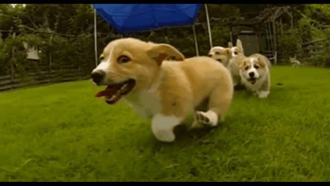 those Hilarious Slow-Mo Corgi Puppies