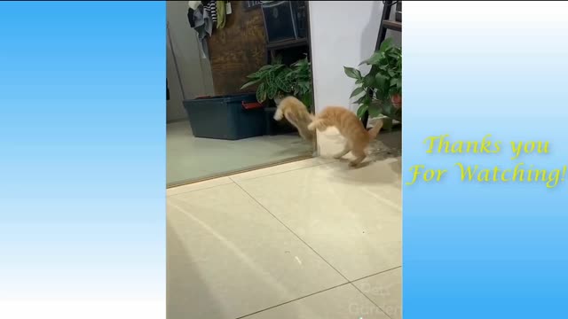 FUNNY CAT WHEN SEE MIRROR🐯🐯🐱🐱