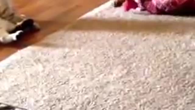 cat vs dog part 1 | who will win?