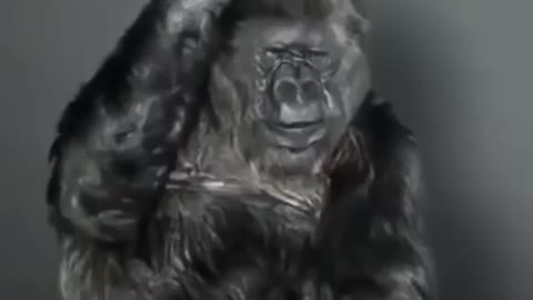 KOKO's last message to humanity