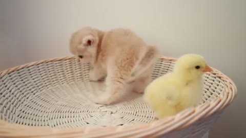 Kittens walk with a tiny chicken