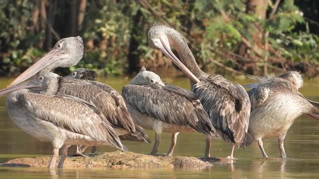 Tropical bird nature image