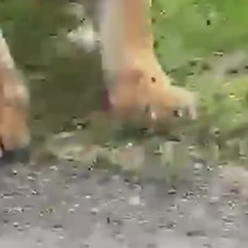 आज तो जान बच गईं #minivlog #shorts #animals #video