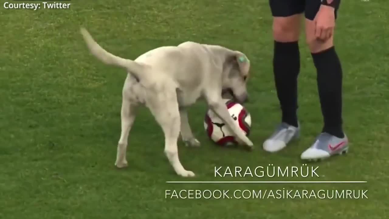 How a dog playing footall l awesome played