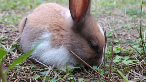 Cutest baby bunny