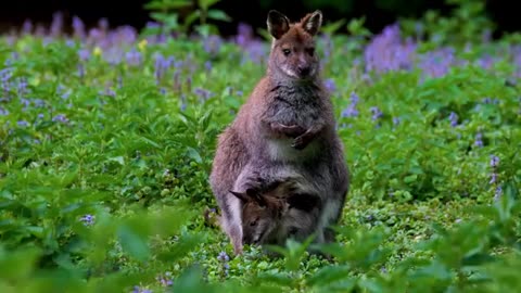 Beautiful animals video with music