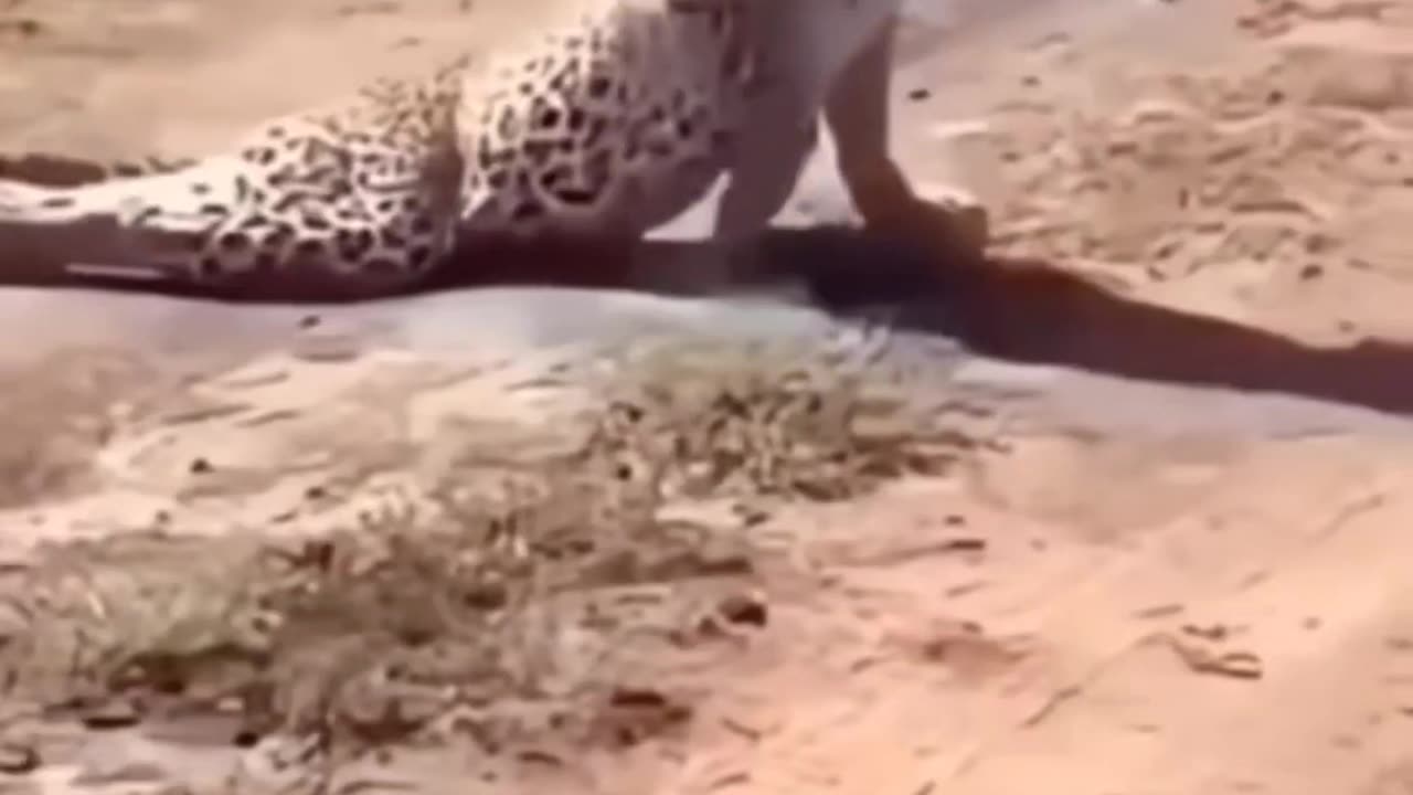 Deer vs cheetah