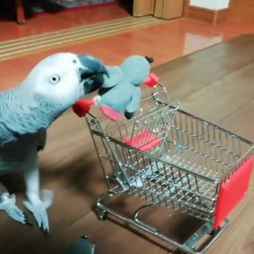 Parrots love shopping!