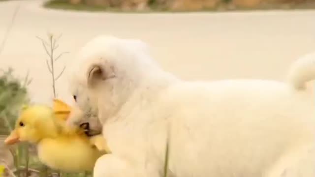 Loving parrots affectionately hug their dog friend so cute 😘😘😘