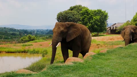 elephant in the beautiful place