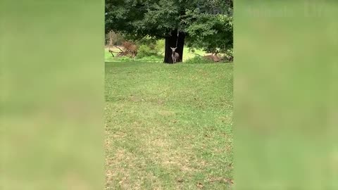 Best Funny Animal Videos of 2021