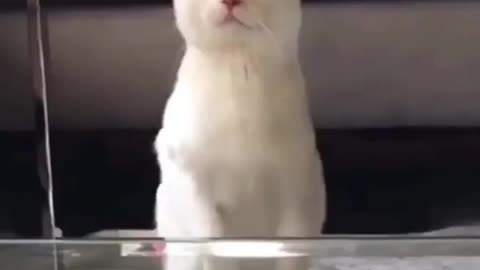 Top Dancing Cat Videos Ever