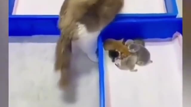 the cat collects her children