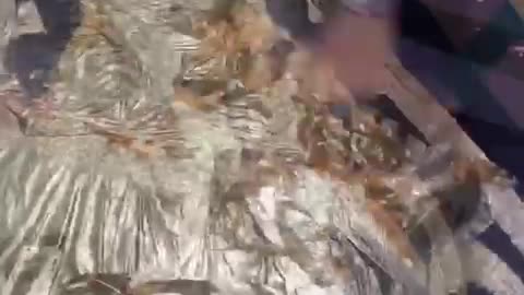 Hasbi rabi jalallah naat.