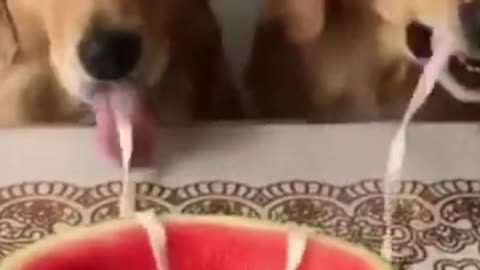 lovely puppy