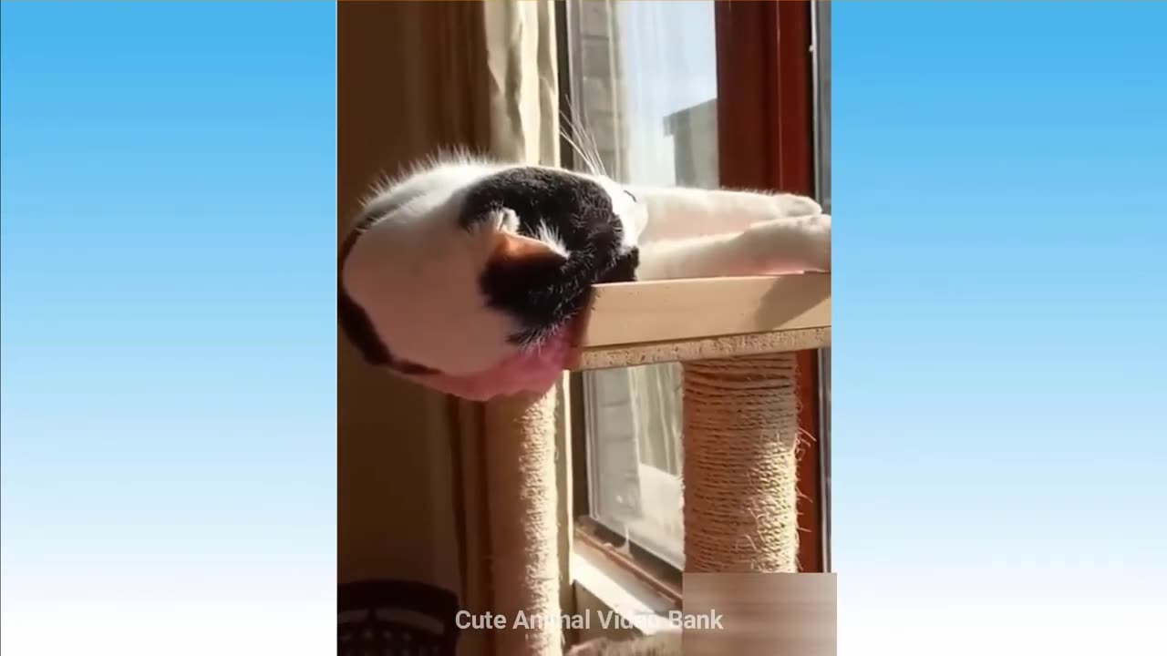 Funniest Animals 2023 😂 New Funny Cats and Dogs Videos 😻🐶 Part 7