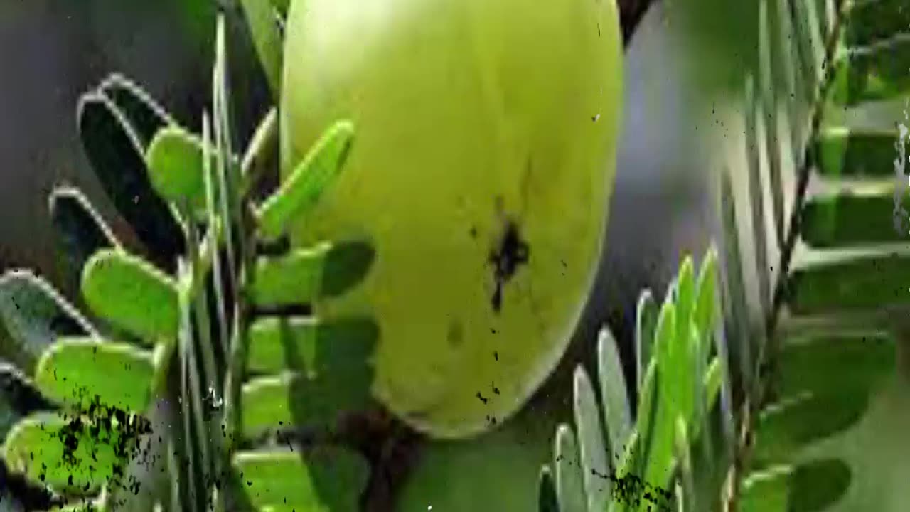 herbal health
