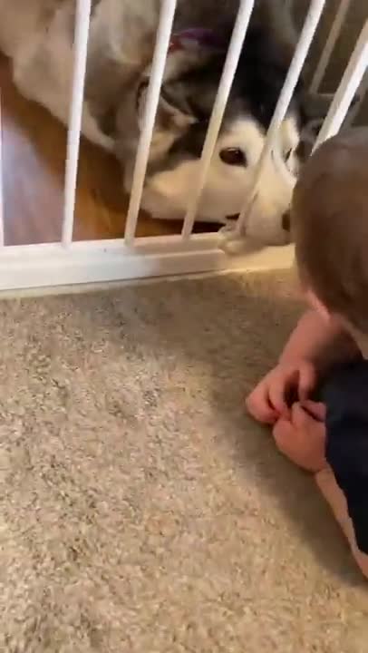 Huski & Baby Becoming Bestfriend