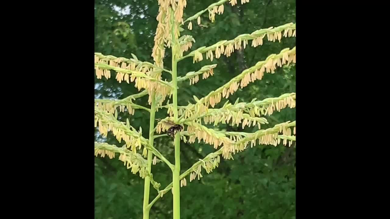 Big bee working hard collecting pollen from atop a corn plant.