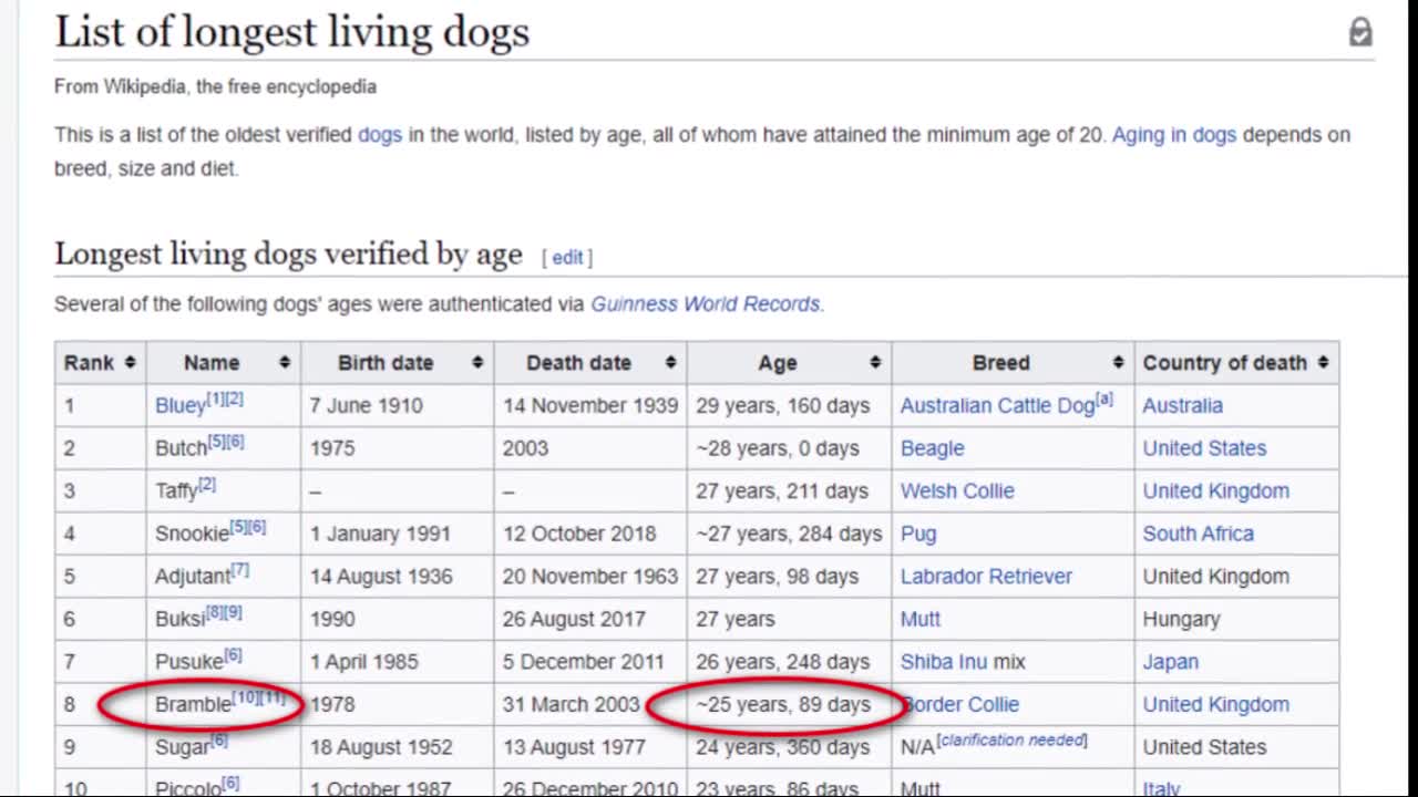 Vegan Lies: "Bramble, The Longest Living Dog In History"