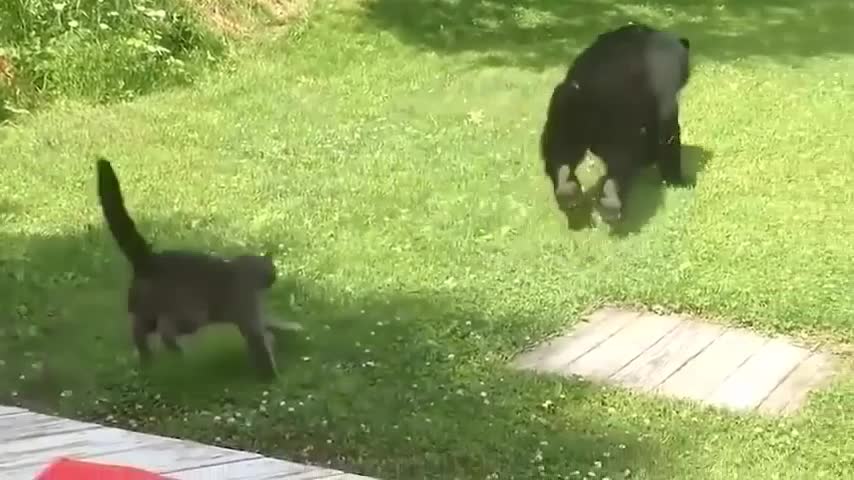 CAT TAKES ON BEAR