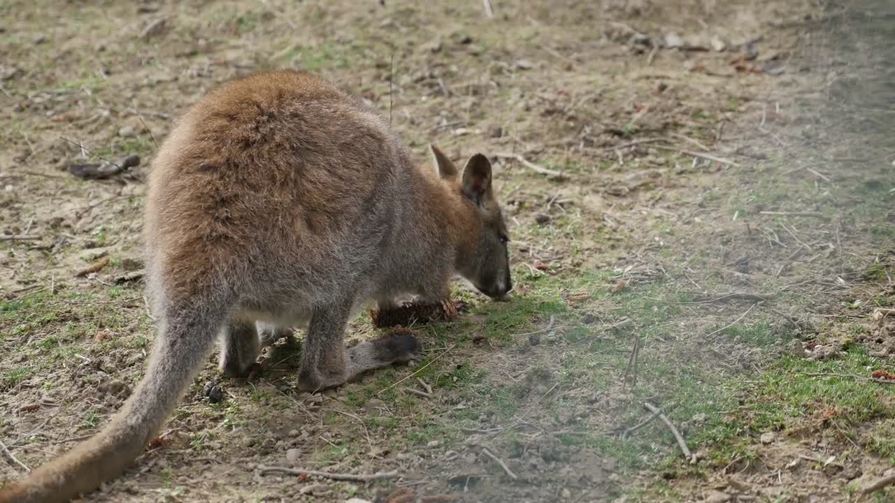 A little wallaby looking for food