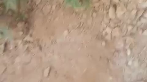 الشجرة تنبت في البيت