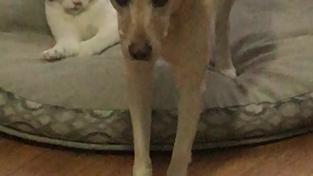 Dog's Excitement Bothers Cat