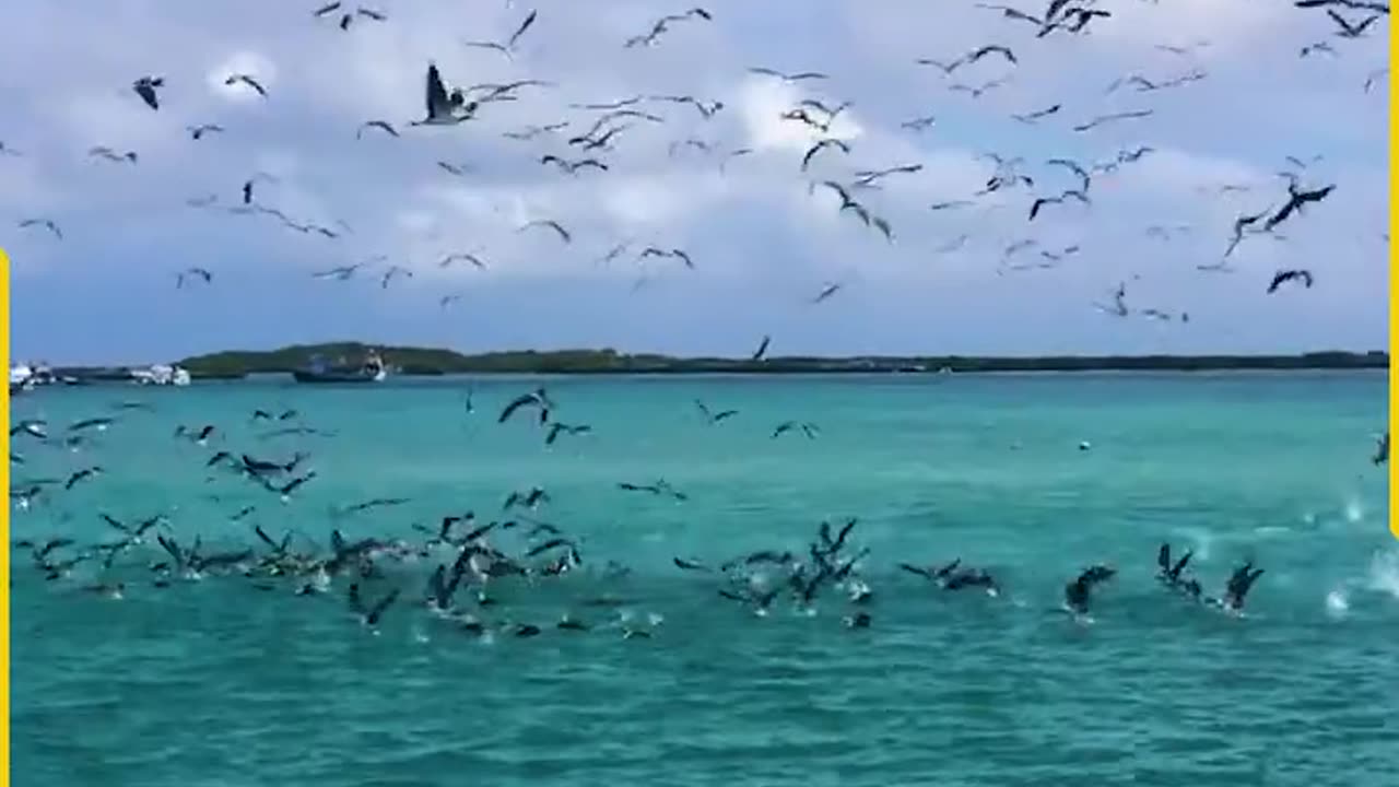 Birds_crew_gather_for_the_fish_feast!(720p)