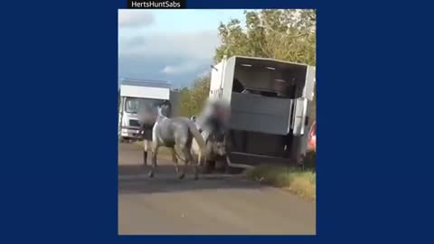 Huntswoman filmed appearing to kick and punch a horse