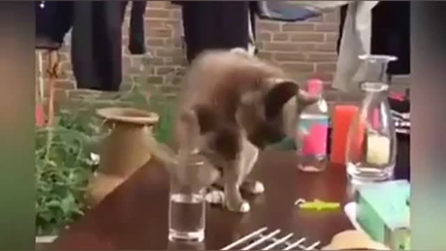 OMG So Cute Cats ❤ Best funny cat videos 2022 #1