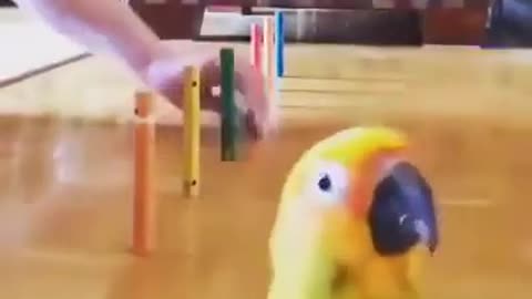 You playful parrot