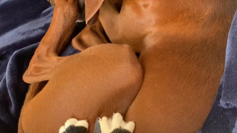 Kitty Claws Distract Doggy From Relaxing Paw Chew