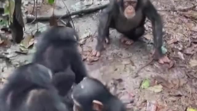 chimpanzee