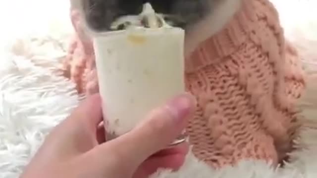 Ultimate Baby Dogs - Cute and Funny Dog Videos Compilation #shorts