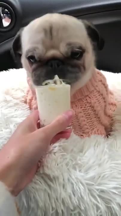 Ultimate Baby Dogs - Cute and Funny Dog Videos Compilation #shorts