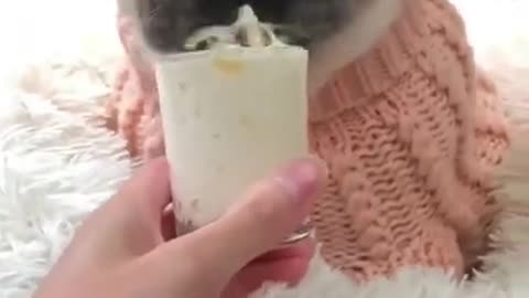 Ultimate Baby Dogs - Cute and Funny Dog Videos Compilation #shorts