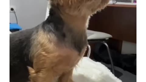 This dog likes paw patrol