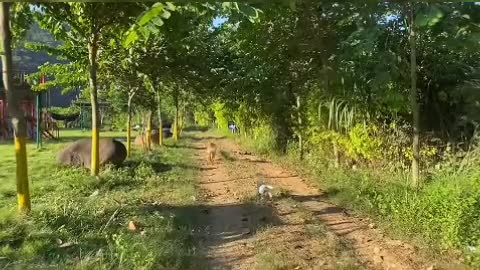 Too small can't protect himself