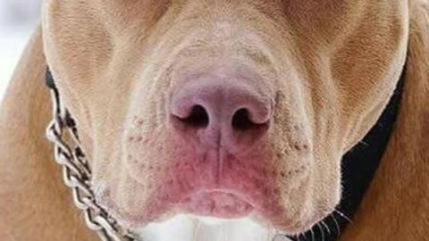 Muscle dog pitbull dog