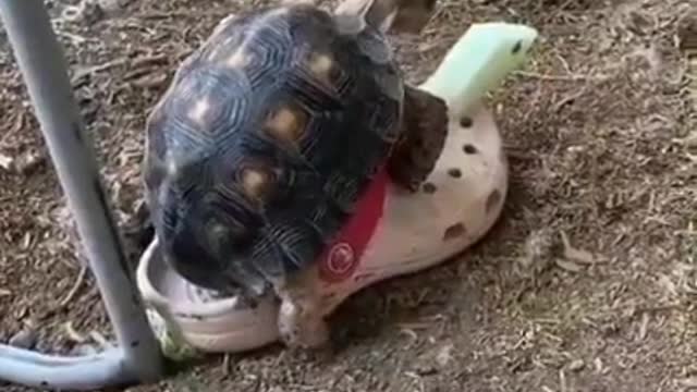 Turtle became fast