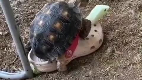 Turtle became fast