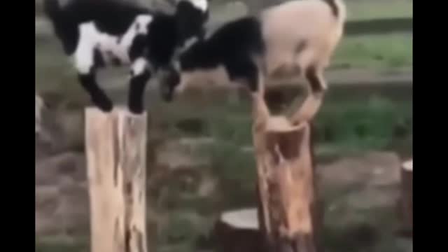 Funny video #shorts animal video
